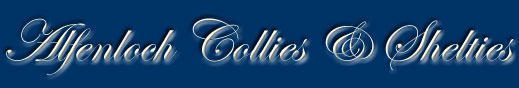 Alfenloch Rough Collies, Breeders, Ontario, Canada